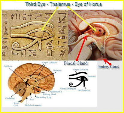 Eye of Horus Pineal Gland